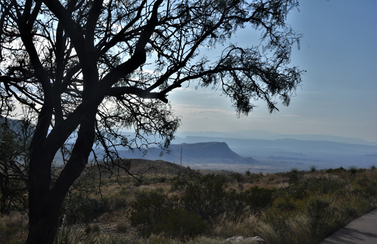 sotol vista